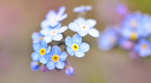 勿忘我，花，指出花，植物，鲜花