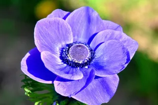 风花，蓝色，春天的花朵