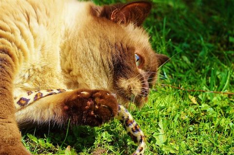 英国短毛猫，猫，戏剧，米氏，纯种，亲爱的