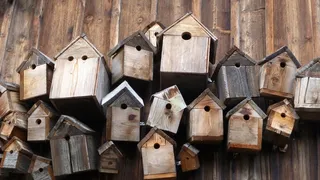 喂鸟器，巢箱，阿尔高，木材，鸟笼，棕色