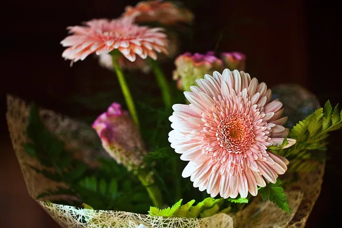 非洲菊，鲜花，切花，园林花卉