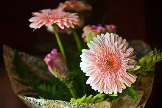 非洲菊，鲜花，切花，园林花卉