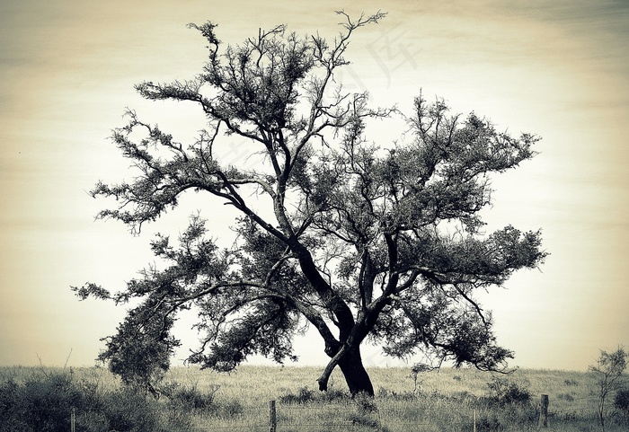 树，隔离，国家，自然，老，景观
