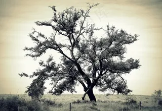 树，隔离，国家，自然，老，景观