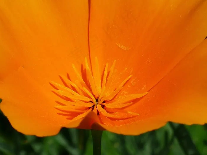 雄蕊，花粉，蜜蜂花粉，Eschscholzia Californica