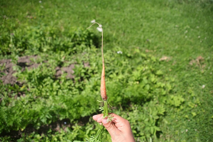 胡萝卜，根，蔬菜，新鲜，原料，小小，小