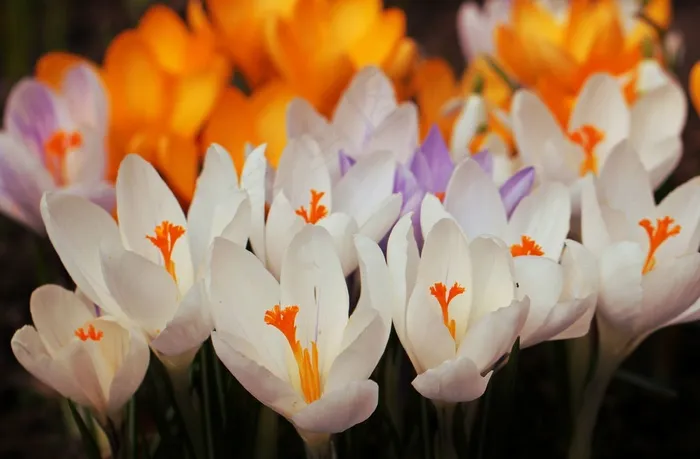 番红花，鲜花，花，春天，关闭，盛开