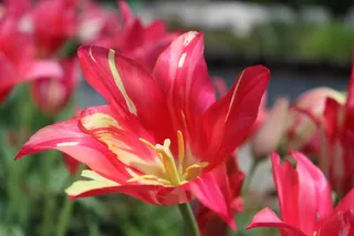 郁金香，开花，春，红色，花，植物