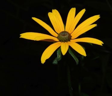 花，开花，黄色，关闭，盛开