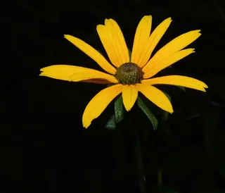 花，开花，黄色，关闭，盛开