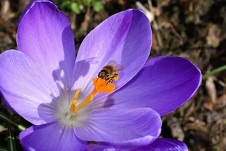 番红花，花，开花，关闭，蜜蜂