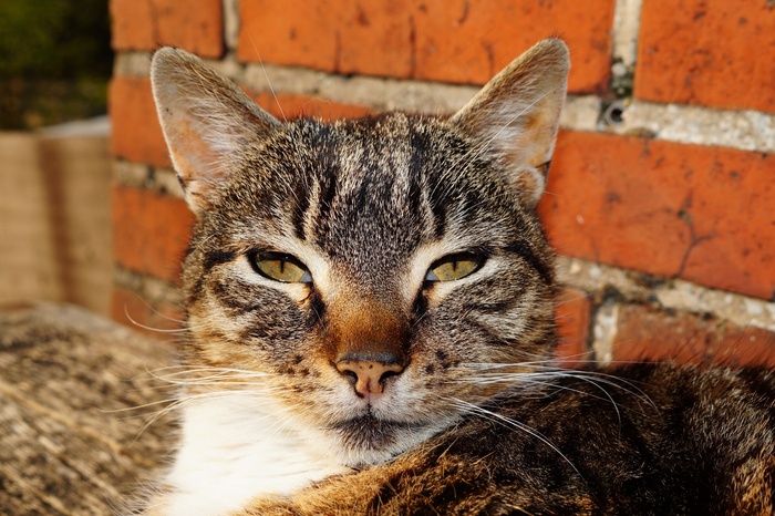 猫，宿醉，家猫，猫的眼睛，鼻子，放松