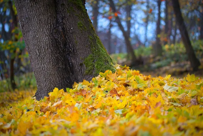 秋，叶子，自然，树，枫