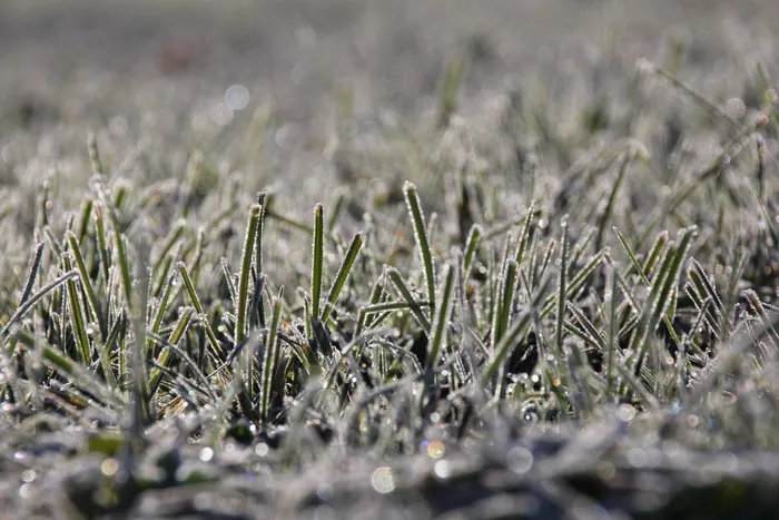 草，弗罗斯特，冷，冬季，霜，冰
