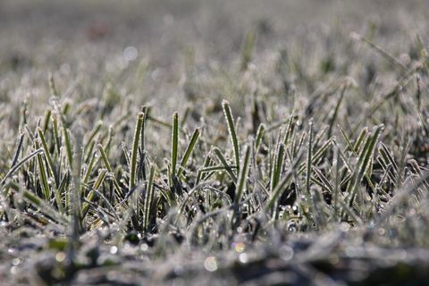 草，弗罗斯特，冷，冬季，霜，冰