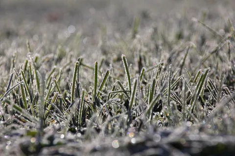 草，弗罗斯特，冷，冬季，霜，冰