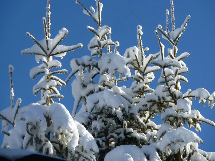 冷杉，自然，森林，白雪皑皑，冬天，雪，冬季魔术