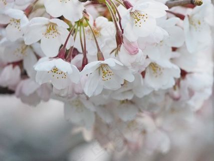 樱花，日本，春天，鲜花