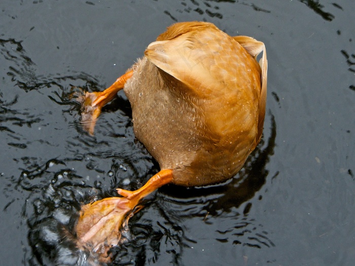 赤麻鸭,鸳鸯,野鸭,红头潜鸭,麻鸭,鸭潜水动物湖