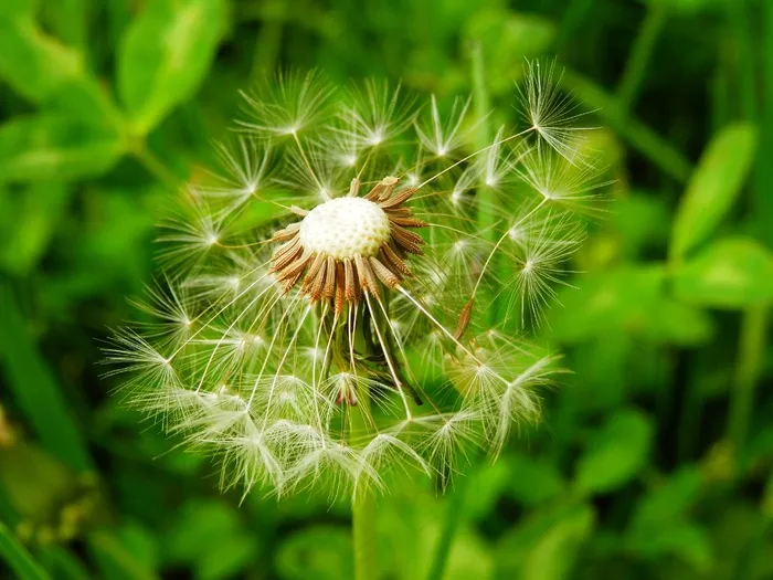 蒲公英，草地，性质，植物，村，Qvishxeti