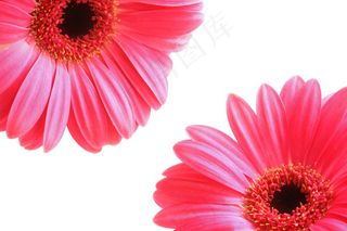 鲜花，花瓣，红色，春天，性质，春天的花朵