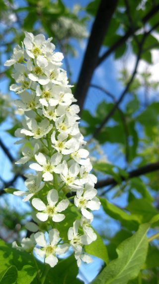 鸟樱桃树，树，鸟樱桃，鲜花，盛开