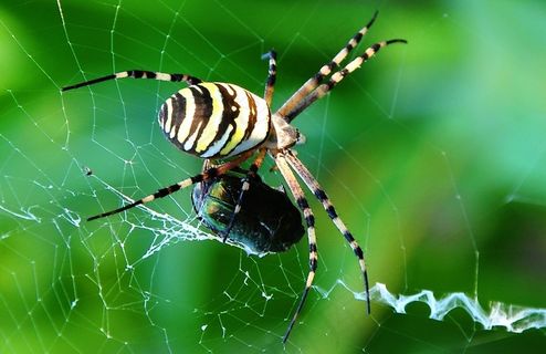 Tigrispók，赃物，自然，昆虫