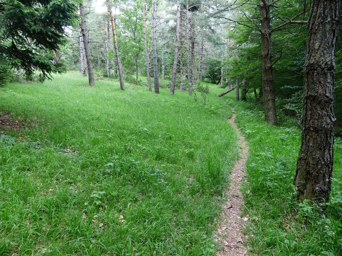 森林路径，径，Wegchen，远足，徒步旅行，森林
