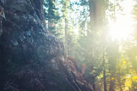 树干，树皮，森林，树林，太阳光线，阳光