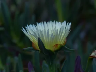 一年的海滩之星，花，开花，黄色，黄色