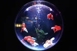 鱼缸，鱼，玻璃，水，碗，金鱼，水族馆