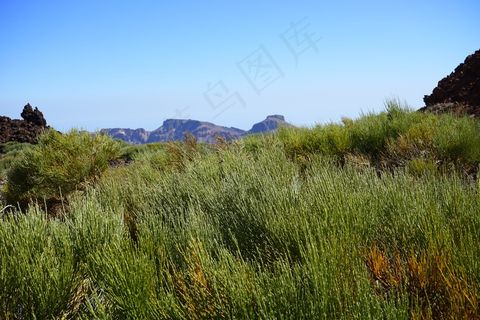 Gintster，普通的Retama，Retama扫帚