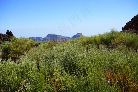 Gintster，普通的Retama，Retama扫帚