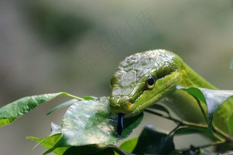 尖鼻蛇，蛇，绿色，有毒，爬行动物