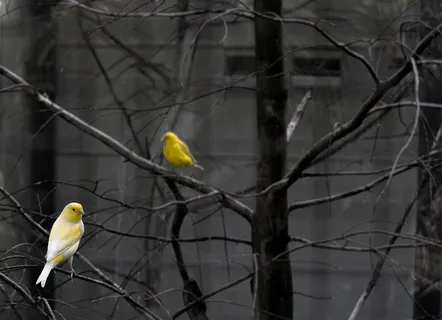 丝氨酸，鸟，黄色，树，树枝，明亮，颜色