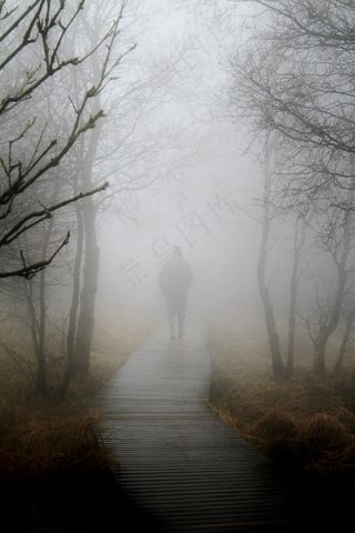 雾，秋景，性质，男子，人类，流浪者，植物，心情