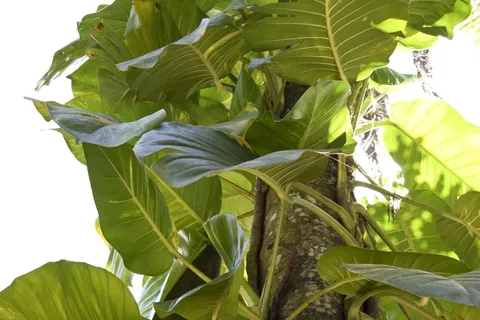 藤,叶子,阳光,太阳,植物,叶,树,性质 藤,叶子,阳光,太阳,植物,叶,树,性质
