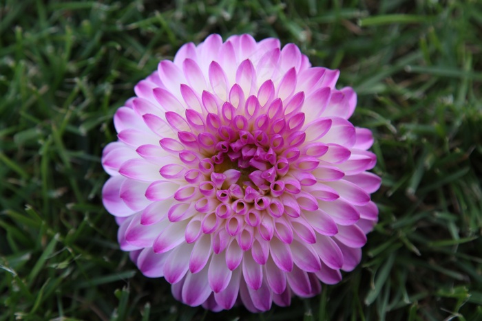 大丽花，大丽花，地热，植物，复合材料