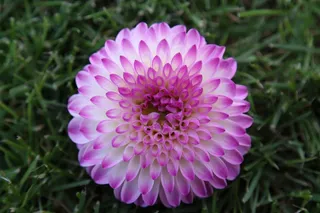 大丽花，大丽花，地热，植物，复合材料