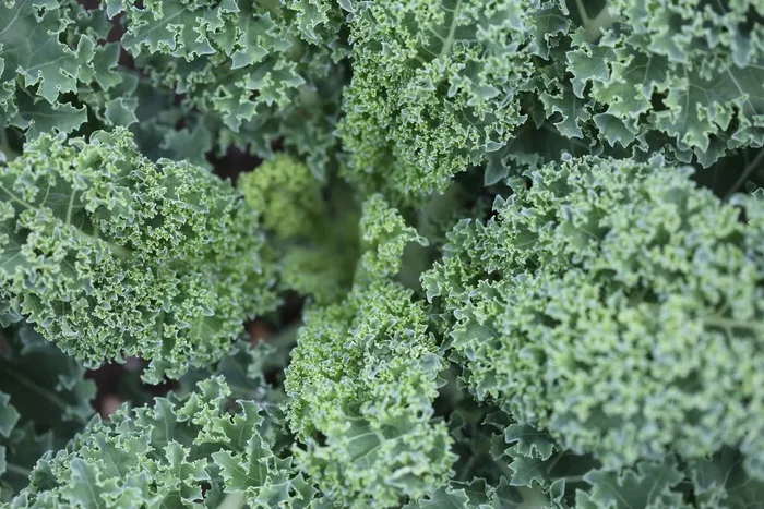 白菜，蔬菜，叶子，绿色，食品，健康