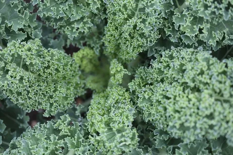 白菜，蔬菜，叶子，绿色，食品，健康