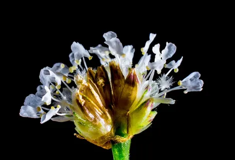 小花，野花，白，开花，盛开