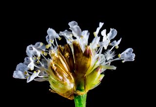 小花，野花，白，开花，盛开