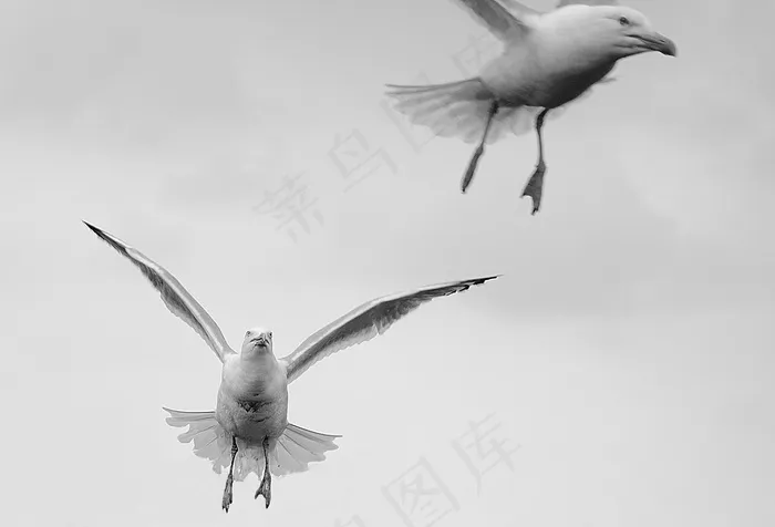 海鸥，鸟，飞，翼