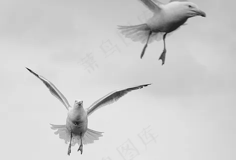 海鸥，鸟，飞，翼