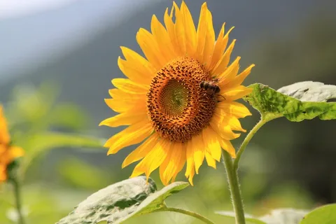 向日葵,花,蜜蜂,蜂蜜,黄色,盛开,盛开 向日葵,花,蜜蜂,蜂蜜,黄色,盛开,盛开