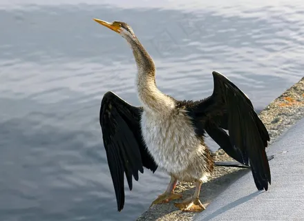 飞镖，澳大利亚，干，银行，河流，水域