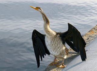 飞镖，澳大利亚，干，银行，河流，水域