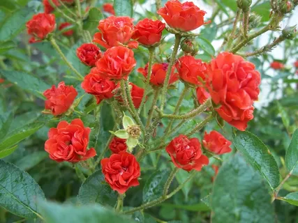 玫瑰,许多玫瑰,红色,自然,花园 玫瑰,许多玫瑰,红色,自然,花园