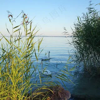 匈牙利,巴拉顿湖,湖,水,芦苇,天鹅 匈牙利,巴拉顿湖,湖,水,芦苇,天鹅